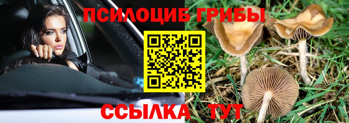 Галлюциногенные грибы MAGIC MUSHROOMS  купить наркоту  Хабаровск  Вход с VPN  Псилоцибиновые грибы Psilocybe 